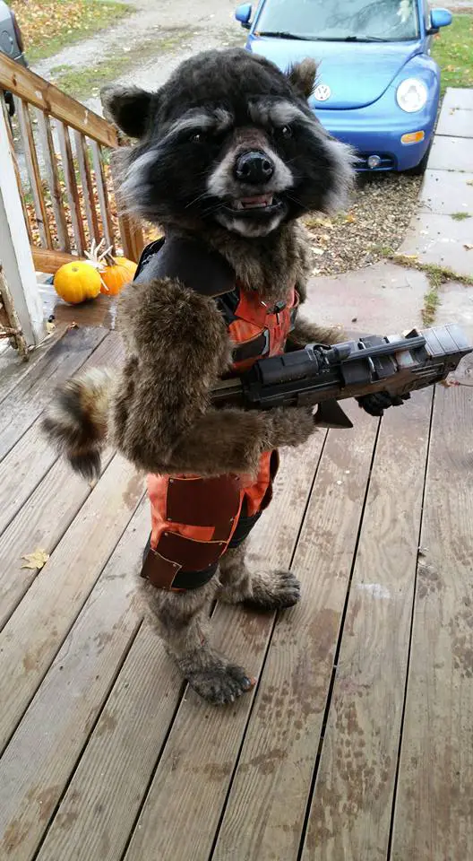 rocket racoon cosplay