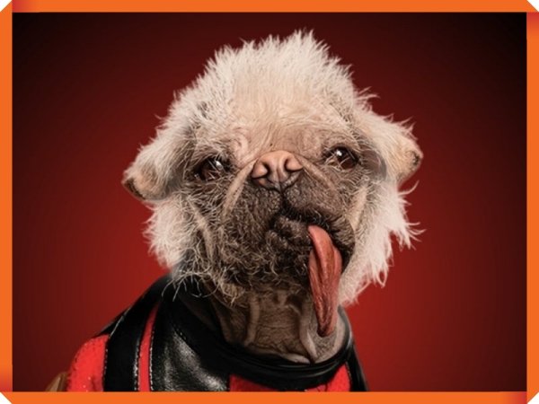 Peggy the Dog